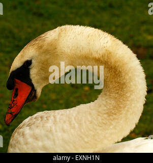 The beautiful regal Mute Swan. The British monarch the Queen, retains the right to ownership of all mute swans Stock Photo