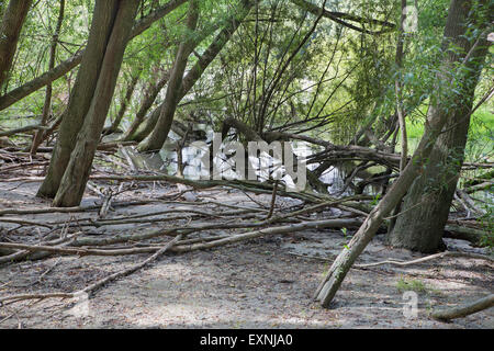 Alluvial forest on the waterfront of Danube in National park Donau-Auen in Austria. Stock Photo