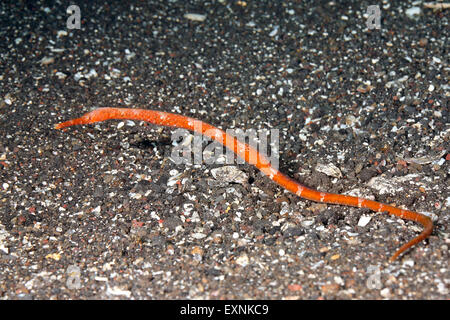 Orange Short-Tailed Pipefish, Trachyrhamphus bicoarctatus. Also known as Bend-stick pipefish and Double ended Pipefish. Stock Photo