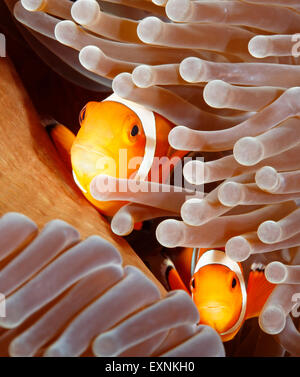 Two Clown Anemonefish, Amphiprion ocellaris, peering from their home in a Sea Anemone. Tulamben, Bali, Indonesia. Bali Sea, Indian Stock Photo