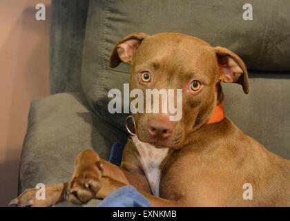 basenji pitbull lab mix