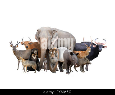 group of asia animals isolated on white background Stock Photo