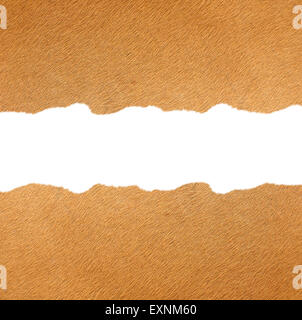 textured of real banteng skin frame on white background Stock Photo