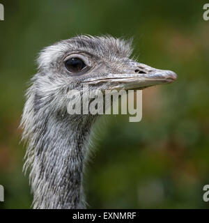 close up and detailed head portrait of a Rhea in square format looking to right Stock Photo