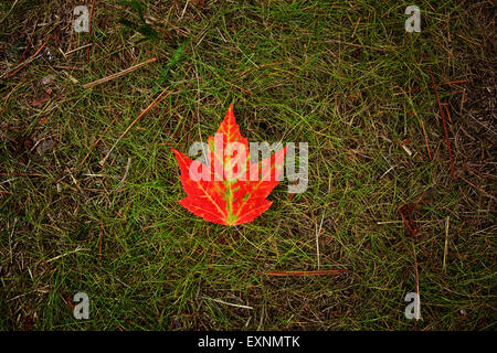 Red maple leaf laying on green grass in the fall Stock Photo