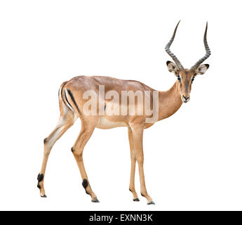 male impala isolated on white background Stock Photo