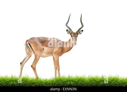 male impala with green grass isolated on white background Stock Photo