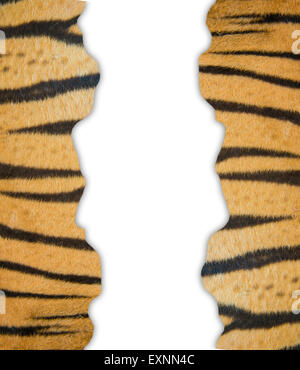 textured of real bengal tiger fur frame on white background Stock Photo