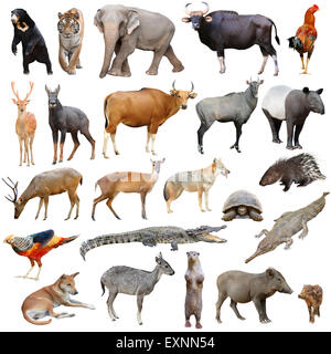 asia animals species isolated on white background Stock Photo