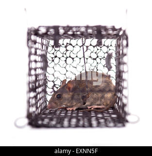 rat trap in front of white background Stock Photo