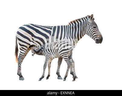 Zebra was breastfeeding isolated on white background Stock Photo