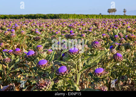 Artichoke field flowering  'Cynara scolymus'. Stock Photo