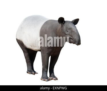 Malayan tapir or Asian tapir isolated on white background Stock Photo