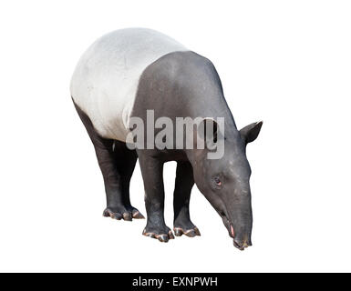 Malayan tapir or Asian tapir isolated on white background Stock Photo