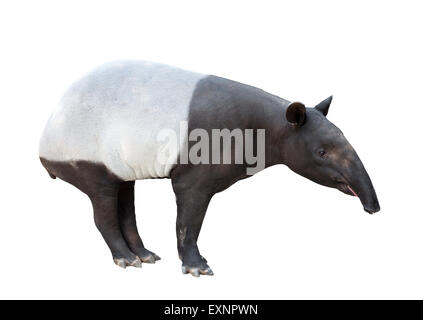 Malayan tapir or Asian tapir isolated on white background Stock Photo