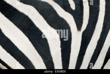 background textured of  zebra skin Stock Photo