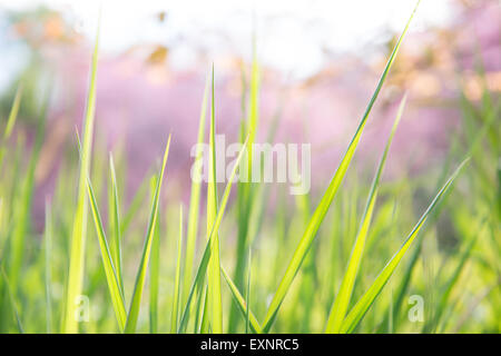 green grass with wild himalayan cherry flower in  background Stock Photo