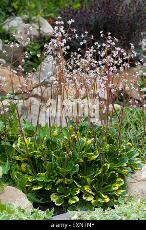 An alpine rockery plant Saxifragra x urbium Variegata flowering, Berkshire, May Stock Photo