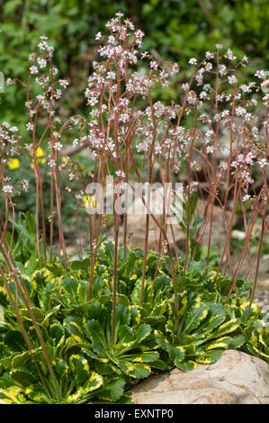 An alpine rockery plant Saxifragra x urbium Variegata flowering, Berkshire, May Stock Photo