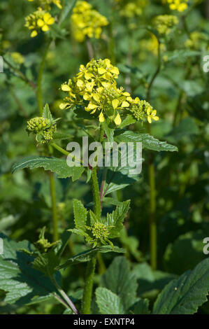 Charlock, wild mustard or field mustard, Sinapis arvensis, yellow flowering plants, weeds in both agriculture and garden Stock Photo