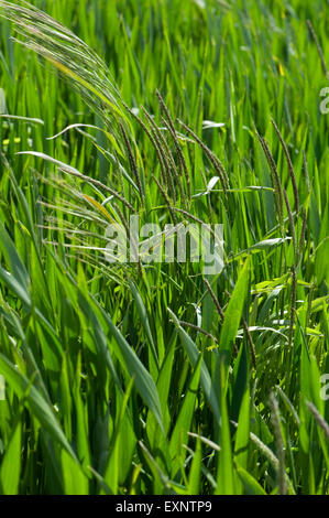 Barren brome, Bromus sterilis, and blackgrass, Alopecurus myosuroides, heading out in a wheat crop, Berkshire, June Stock Photo