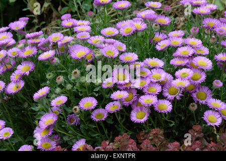 Erigeron 'Sea Breeze', pink flower of a garden rockery alpine, Berkshire, June Stock Photo