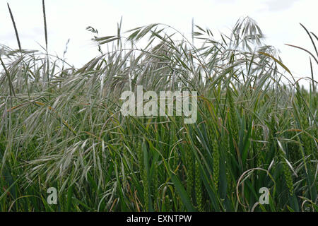 Barren brome, Bromus sterilis, and blackgrass, Alopecurus myosuroides, wheat crop in ear , Berkshire, June Stock Photo