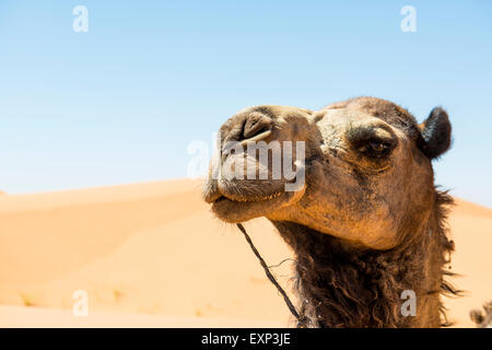 Dromedary in dunes, portrait, Merzouga, Meknès-Tafilalet Region, Morocco Stock Photo