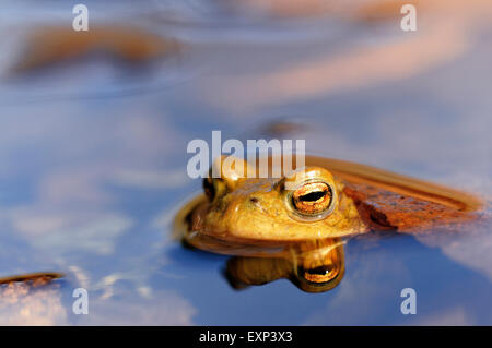 Common toad (Bufo bufo) reflected in water, portrait, North Rhine-Westphalia, Germany Stock Photo