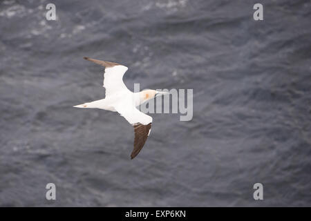 Northern gannet, Sula bassana, in flight seen from above with sea in the background Stock Photo