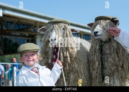 Yorkshire, UK. 15th July, 2015. 3 year old Loveday Durham from Leyburn in Wensleydale, North Yorkshire, took the prize at the Great Yorkshire Show for the best dressed sheep with her parents Lincoln Longwool sheep. Credit:  Wayne HUTCHINSON/Alamy Live News