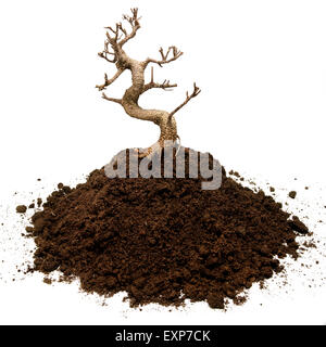 Bonsai tree on a pile of ground against white background Stock Photo