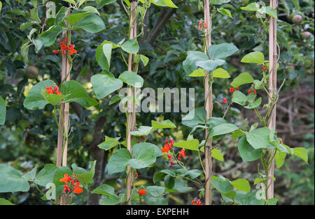 Phaseolus coccineus. Flowering runner bean plants climbing up bamboo canes Stock Photo