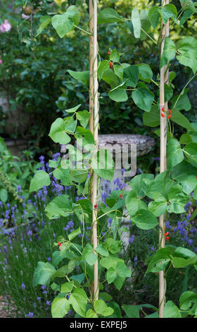 Phaseolus coccineus. Flowering runner bean plants climbing up bamboo canes Stock Photo