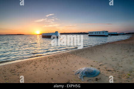 A large barrel jellyfish washed up on the beach at Bramble Bush Bay on Studland in Poole Harbour, Dorset Stock Photo