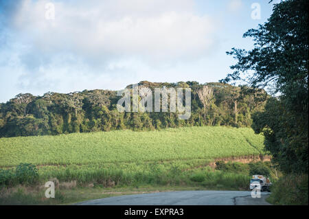 Pernambuco State. Sugar plantations by Mata Atlantica remaining forest. Stock Photo