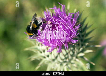 Flower of milk thistle or silybum marianum with bee Stock Photo