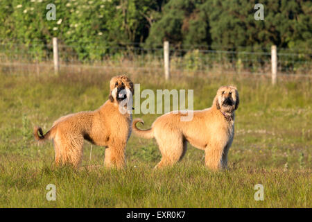 Afghan Hounds Stock Photo