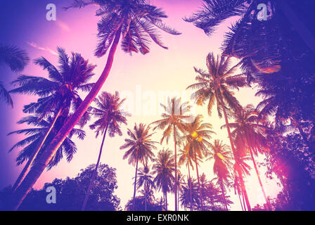 Vintage toned holiday background made of palm tree silhouettes at sunset. Stock Photo
