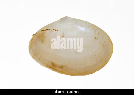 White furrow shell (Abra alba) on white background Stock Photo