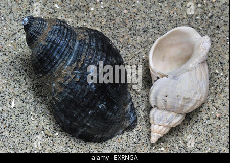 Common whelk (Buccinum undatum) shells on beach Stock Photo