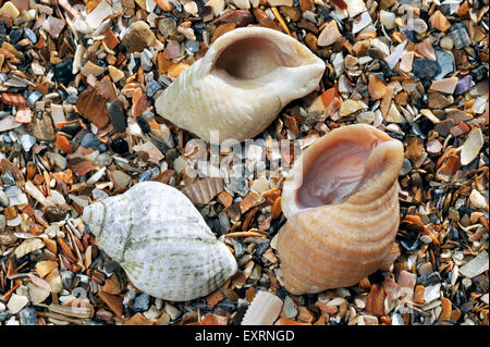Common whelk (Buccinum undatum) shells on beach Stock Photo