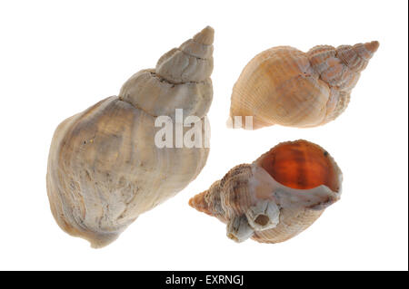 Common whelk (Buccinum undatum) shells on white background Stock Photo