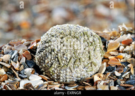 Green sea urchin / shore sea urchin (Psammechinus miliaris) washed on beach Stock Photo
