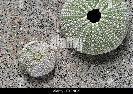 Green sea urchins / shore sea urchin (Psammechinus miliaris) washed on beach Stock Photo