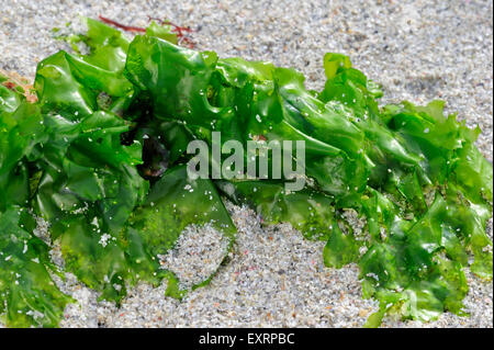 Sea lettuce (Ulva lactuca) washed on beach