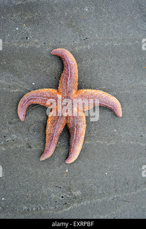 Common starfish / common sea star (Asterias rubens) washed on beach Stock Photo