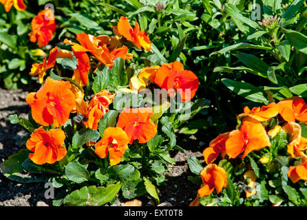 Violas or Pansies Closeup in a Garden Stock Photo