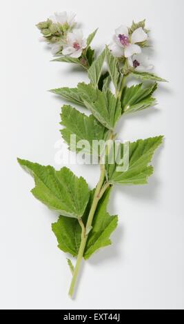 Althaea officinalis (Marshmallow) flowers and leaves on stem Stock Photo