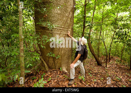 Man beside a large Cuipo tree, Cavanillesia platanifolia, inside the rainforest of Cerro Hoya national park, Veraguas province, Republic of Panama. Stock Photo